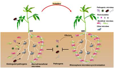 Frontiers | Rhizosphere Microbiome: The Emerging Barrier In Plant ...